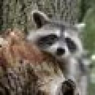 R@coon