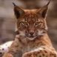 Luchs