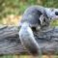 Pteromysvolans