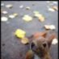 squirrel88