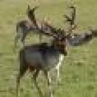 DerRoteWilde