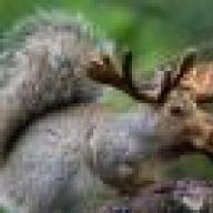 Callemann