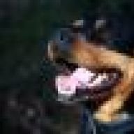 HUNDSTYLE