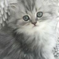 fritzi17