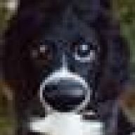Osti