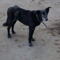Fionn