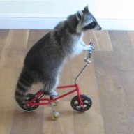 bikeracoon