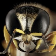 Fly-Eye