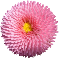 Dylldophlo
