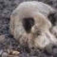 pebblesathome