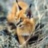 daCat