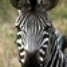 BikeZebra