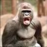 Monkey_1