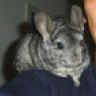 chinchillabock