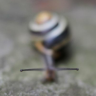 ziellos