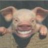 Ralfbausa