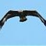 steinadler