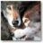 doppelter Wolf