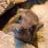 rockdassie