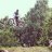nsleon