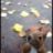 squirrel88