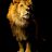 lionrider