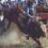 Bullrider