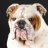 Bulldogge65