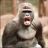 Monkey_1
