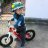 bubo_bubo