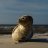 R-Murphy