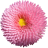Dylldophlo