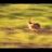 Trail-Hase