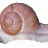 l'escargot