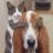 Siegburg_Cat
